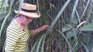 How To Care For A Miscanthus Giganteus - www.WindDancerGarden.com