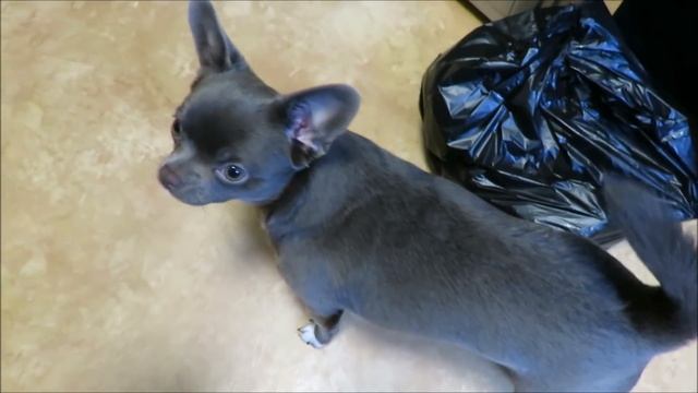 ????Маруся, бесится играет с клубникой ...чихуахуа , по просьбам подписчиков ..апрель 2020 смотреть онлайн