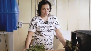 Пересадка Адениума в Первый Раз