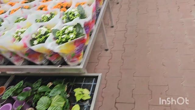 КОМНАТНЫЕ РАСТЕНИЯ.ОБЗОР.ЦВЕТОЧНЫЙ МАГАЗИН В ГЕРМАНИИ #цветы #влог #растения # смотреть онлайн