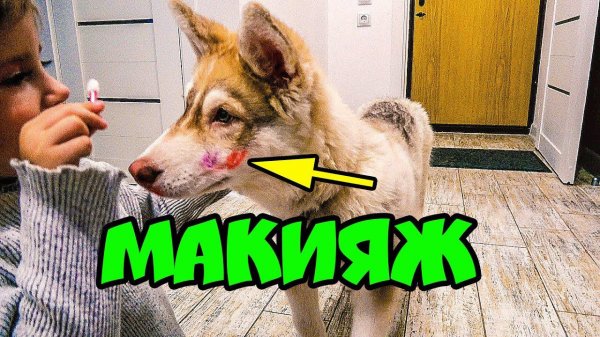 МЕНЯ НАКРАСИЛИ КАК ДЕВОЧКУ! Хаски Бублик. Говорящая собака