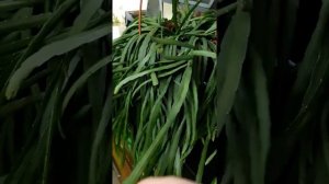 Леписмиум Боливианум.