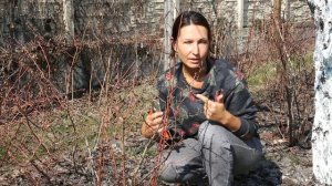 Как обрезать голубику весной //Правила и приемы обрезки