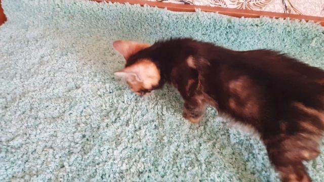 Мраморный Бенгал