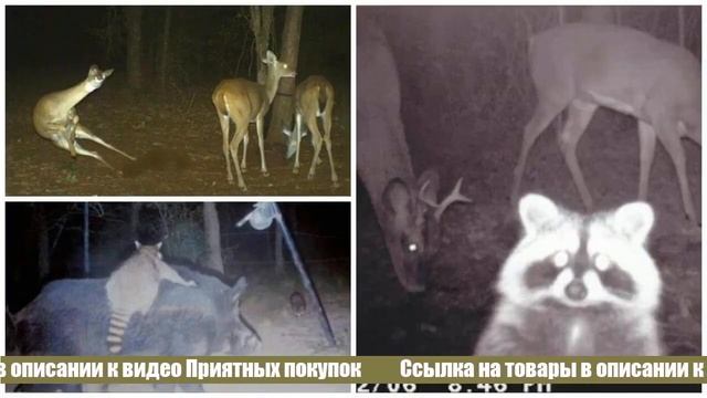 Лучшая фотоловушка на AliExpress смотреть онлайн