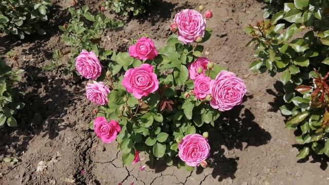 Роза Олд Порт ( Rose Old Port) смотреть онлайн