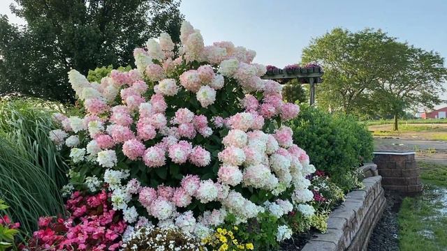 Fire Light Hydrangea