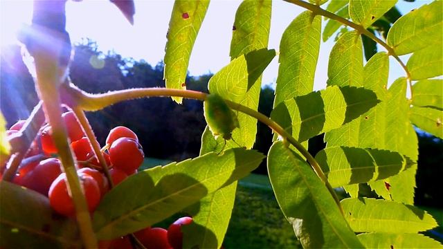 Клоп Щитник Зеленый Древесный. Щитник на Рябине. Насекомые Клопы. Видео с Насекомыми. Летние Футажи смотреть онлайн