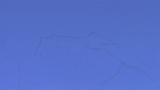 Журавли улетают на юг смотреть онлайн