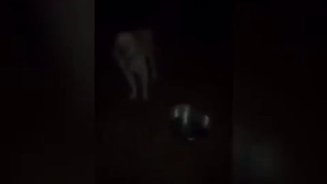 Приручение Шерхана смотреть онлайн