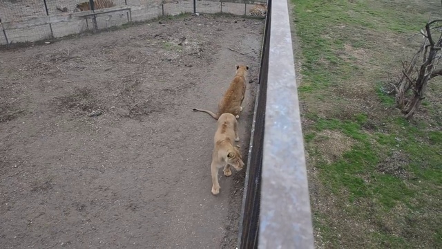 Последняя надежда Стервы -лев Ричард ! смотреть онлайн