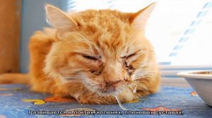 Болезни кошек симптомы лечение