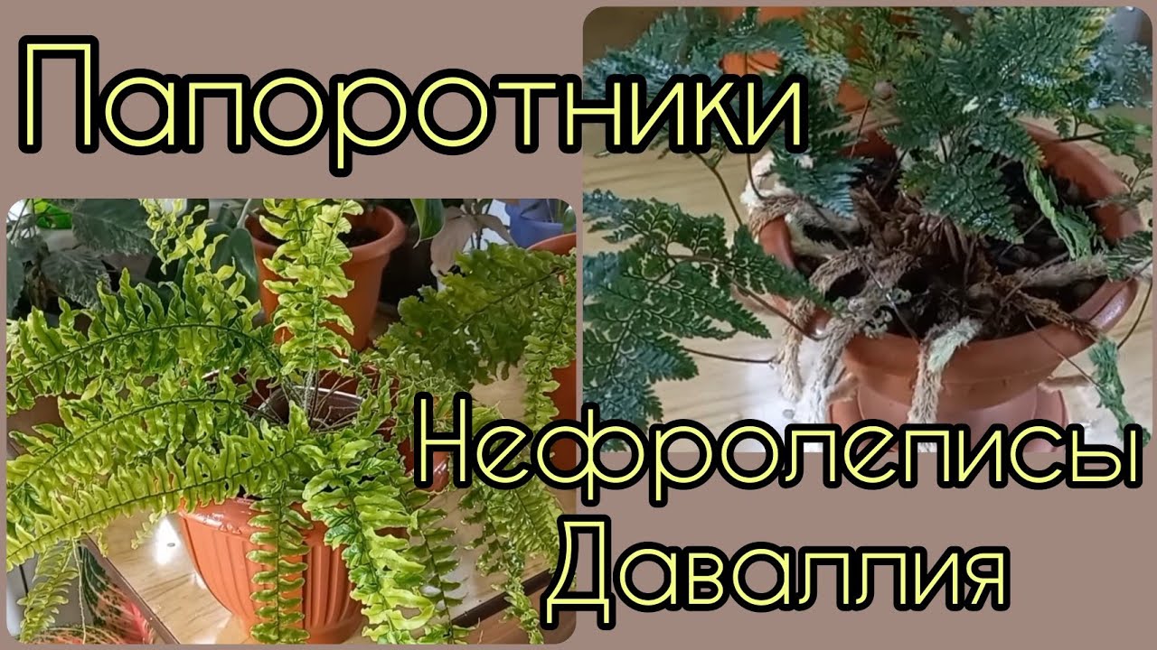 ПАПОРОТНИКИ?Возвращается ли вариегатность?Уход и содержание?Подбор места в доме?Нефролеписы?