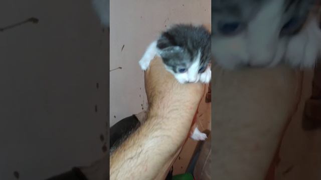 Дал имена Венеркиной малышне смотреть онлайн