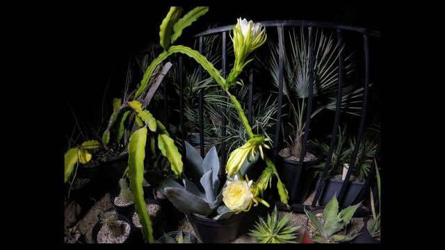 Hylocereus Undatus (Dragonfruit) - Time Lapse - July 22-24, 2016