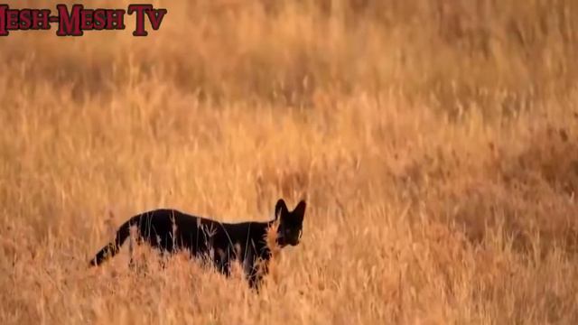 🔴Le Serval le chat dompteur de serpent القط الأفعى تام😻👽ر смотреть онлайн