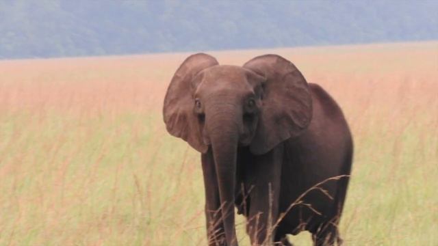 Сафари/Джунгли/Африка/Габон/Safari/Jungle/Africa/Gabon