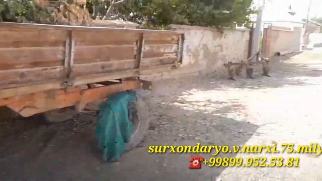 MTZ 80 SOTILADI.SURXONDARYO SHURCHI TUMANIDA