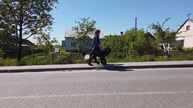 Разминка и прогулка с Чернышом. смотреть онлайн