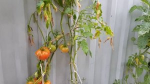 Томат Розовый шлем 2022г