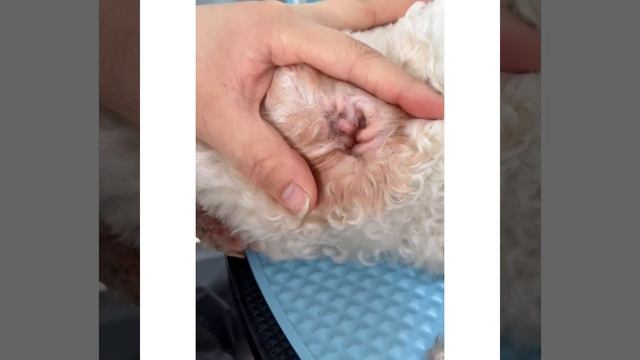 Should I clean inside my dog's ears? смотреть онлайн