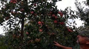 Яблоня Пирос