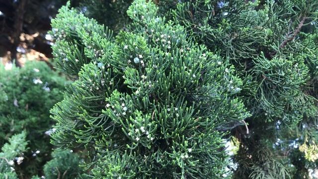 Hollywood Juniper (Juniperus chinensis, 'Torulosa') смотреть онлайн