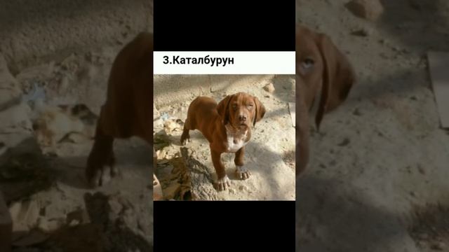 топ 10 самых редких пород собак #собака #shorts смотреть онлайн