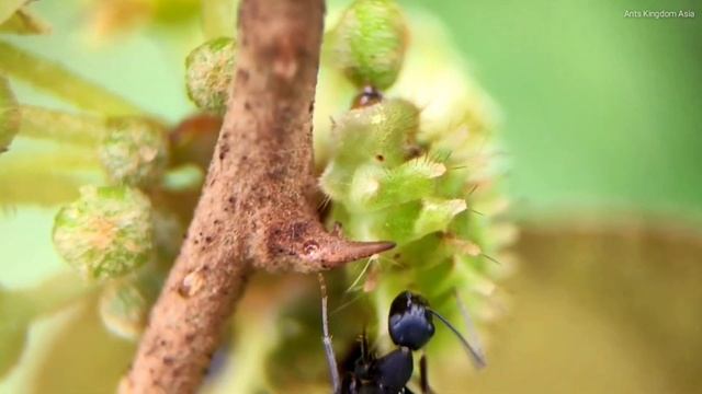 WASPS -VS- ANTS (ENCOUNTER IN THE WILD) смотреть онлайн