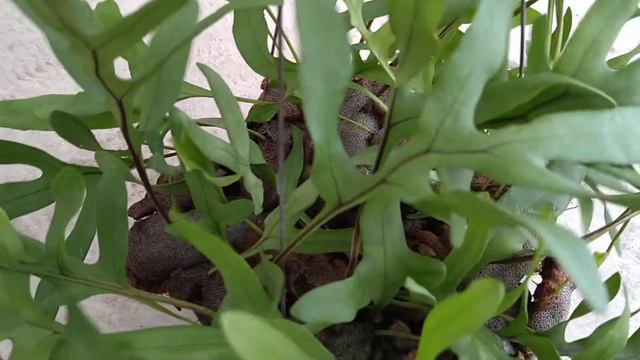 【AMAZON】Lecanopteris Crustacea смотреть онлайн