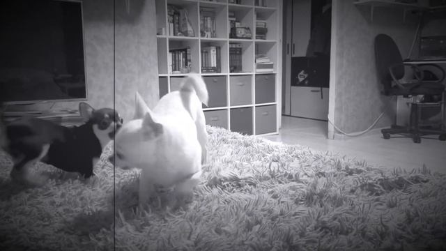 Вечерние игры Шелби и Чивас смотреть онлайн