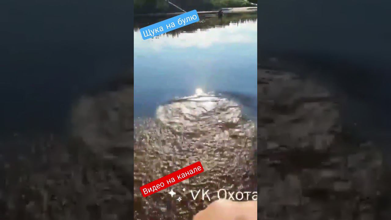 Щука на булю #щука #щуканабулю #хмаоюгра #хмао белоярский смотреть онлайн