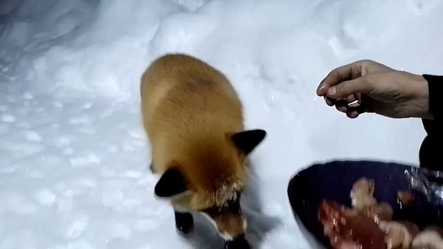 (663) Лиса приходит в гости. Декабрь 2023 смотреть онлайн