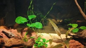 Стурисома панамская в собственном аквариуме.