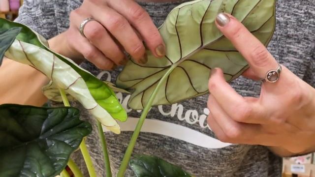 Алоказия Дракон Скэйл | Очень необычное растение | Обзор сорта алоказии смотреть онлайн