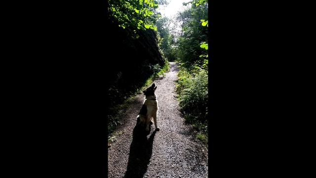 Бордер колли. Плюсы и минусы, Цена, Как выбрать, Факты, Уход, История смотреть онлайн