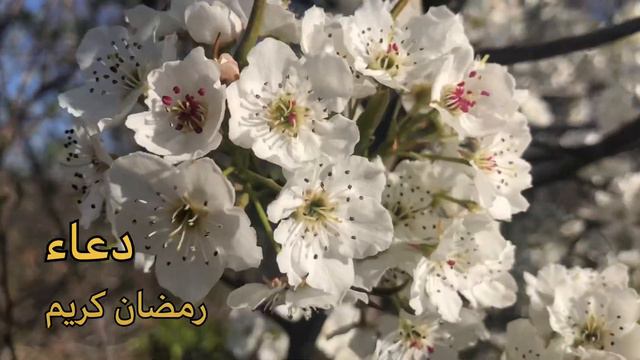 دعاء الإفطار في رمضان Ramadan Do3aa смотреть онлайн