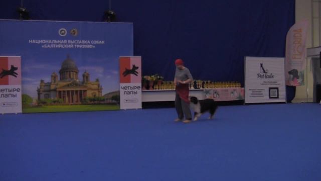 Прогресс-Фристайл - Наумова Елена и Австралийская овчарка Олле Лаки Стар Шульман