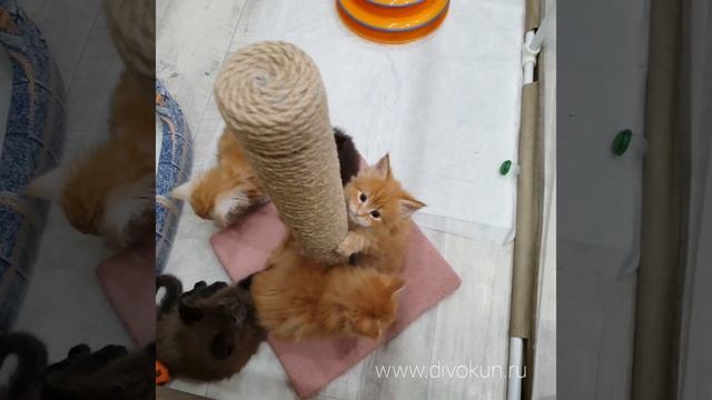 Пометы 