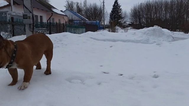 УТРО 23 ФЕВРАЛЯ. С ПРАЗДНИКОМ МУЖИКИ! смотреть онлайн