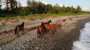 Абхазия тамыш