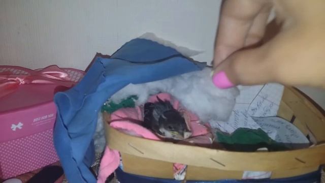 Ласточка смотреть онлайн