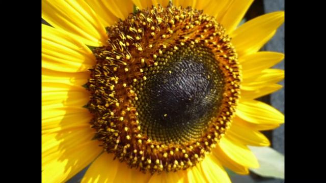 【ピアノ】映画『ひまわり』 ひまわり（愛のテーマ）ヘンリー・マンシーニLove Theme From "Sunflower" (from 'Sunflower (I girasoli)') Pian смотреть онлайн