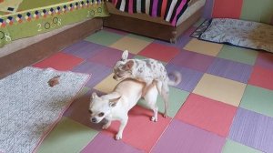 только для взрослых,нервных и озабоченных больных прошу пройти мимо, вязка собак чихуахуа Кастропул