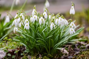 День подснежника