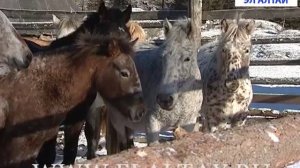 В 2-х СПК Горного Алтая разводят уникальную породу чубарых лошадей