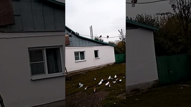ГОЛУБИ ЛИПЕЦКОЙ ОБЛАСТИ В ВОЛОВО. ??? смотреть онлайн