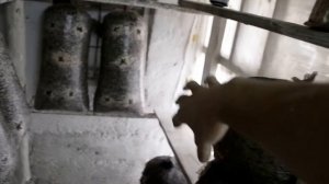 Грибы Вешенка. Освещение в грибном помещении. Какой свет нужен для выращивания грибов?