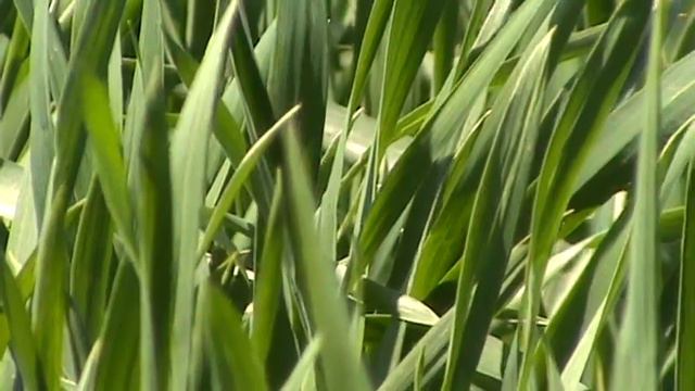 Сеялка ЕРУСЛАН. 21.04.2022 кущение озимой пшеницы, Тимирязевская 150 смотреть онлайн