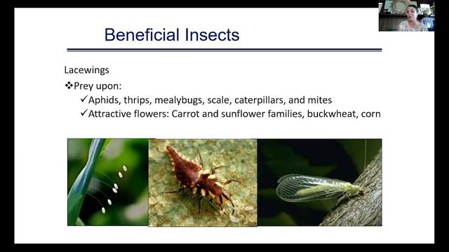 Companion Planting and Trap Cropping смотреть онлайн